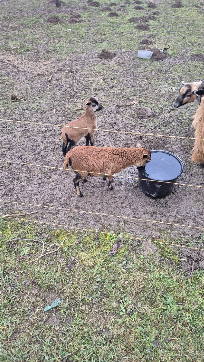 Kamerunske ovce jahnata - 2