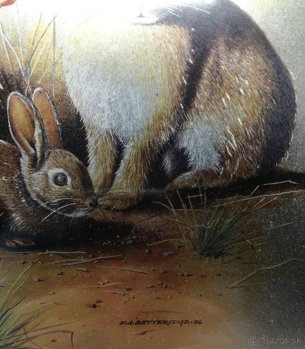 Obraz perletové zajačiky - 2