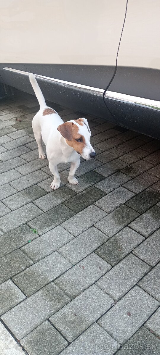 Krytie Jacky Russell - 2