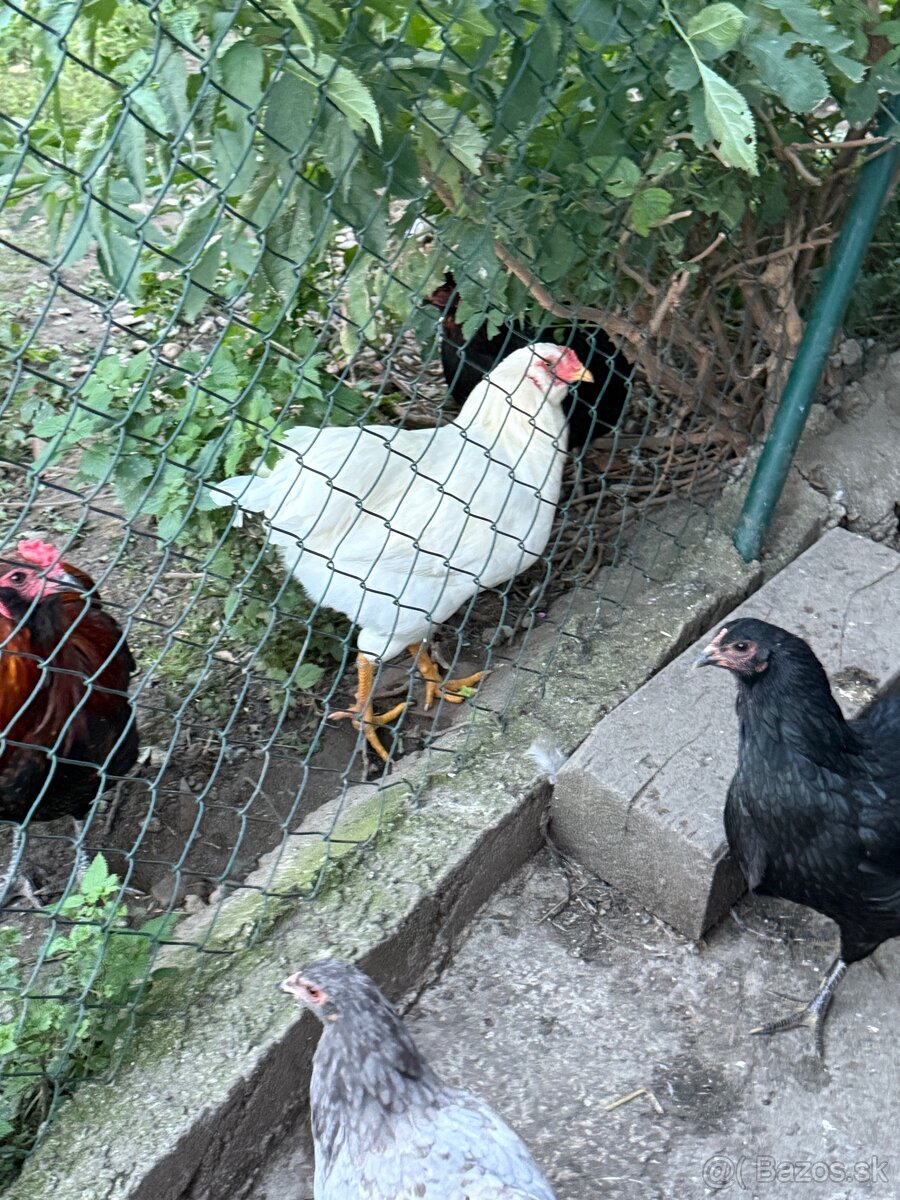 Predam araucana kohutov - 2