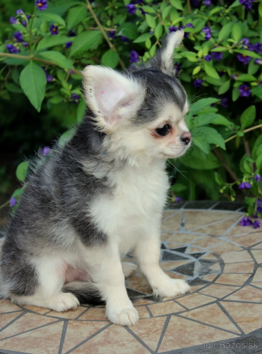 Šteniatko čivava s PP - 2