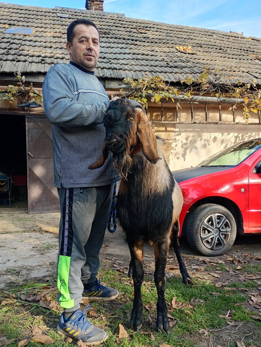 Cap na pripuštanie - 2