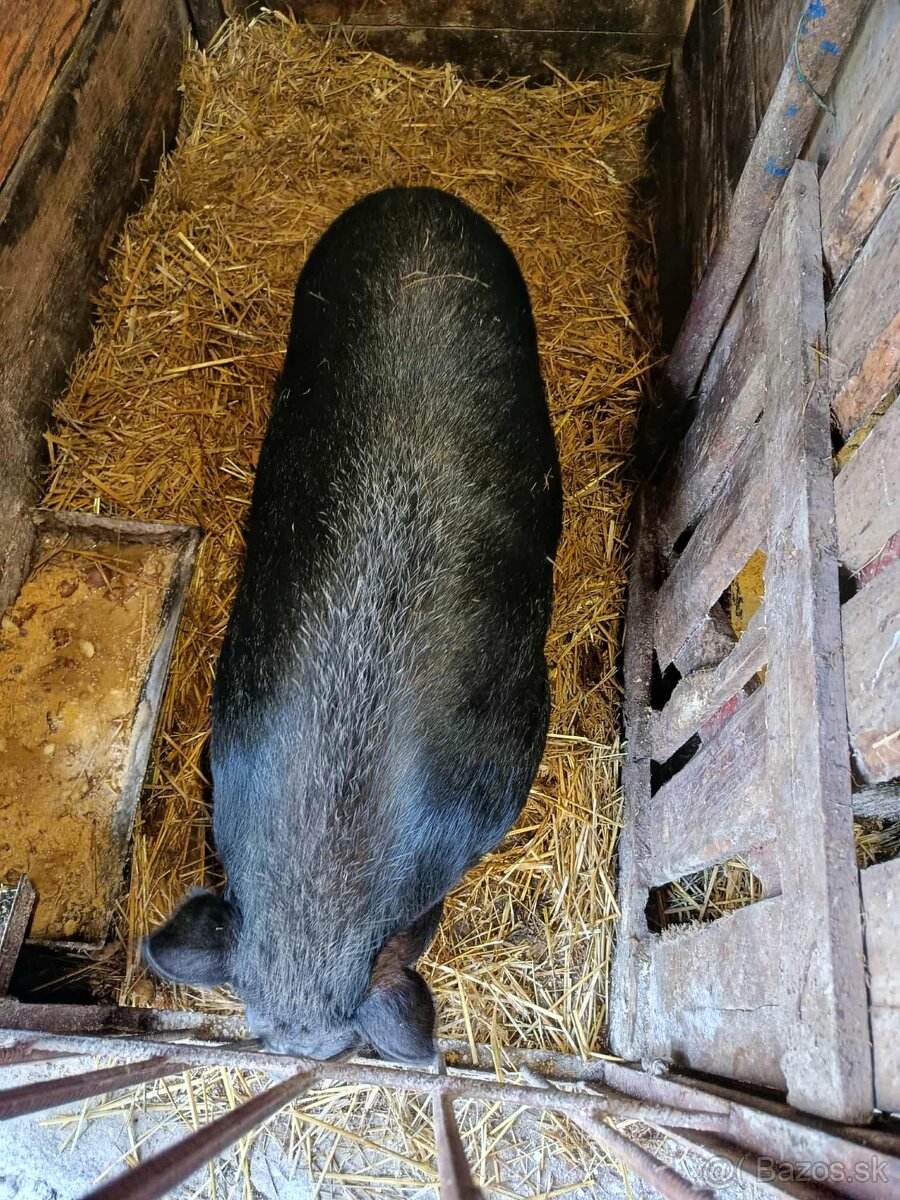 Vietnamské prasatá - 2