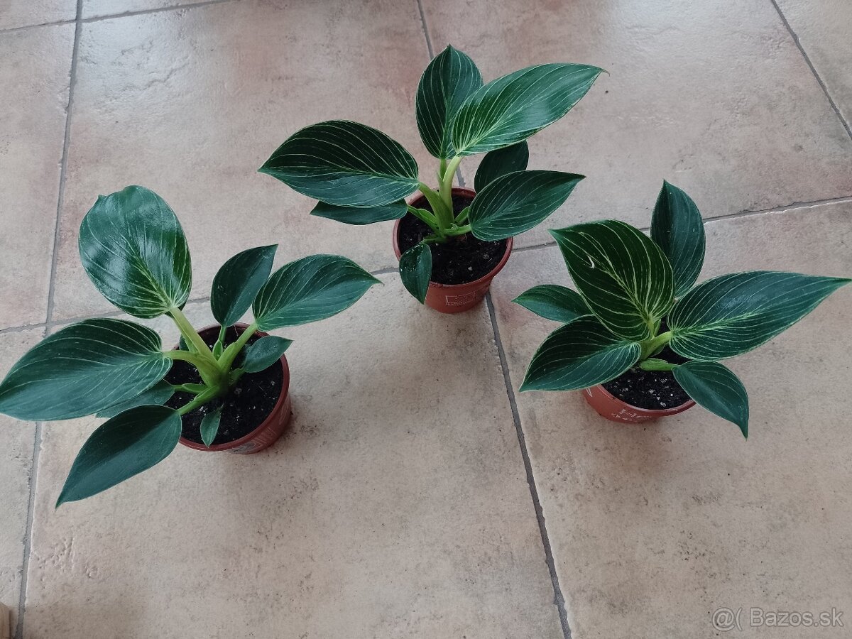 Philodendron Birkin 1ks/5€+pošta - 2