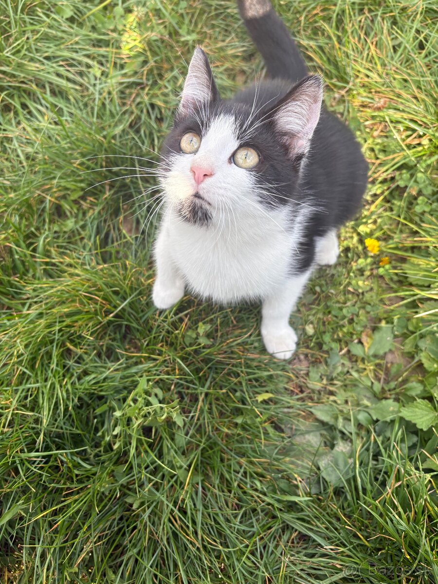 Darujem dve mačičky - 2