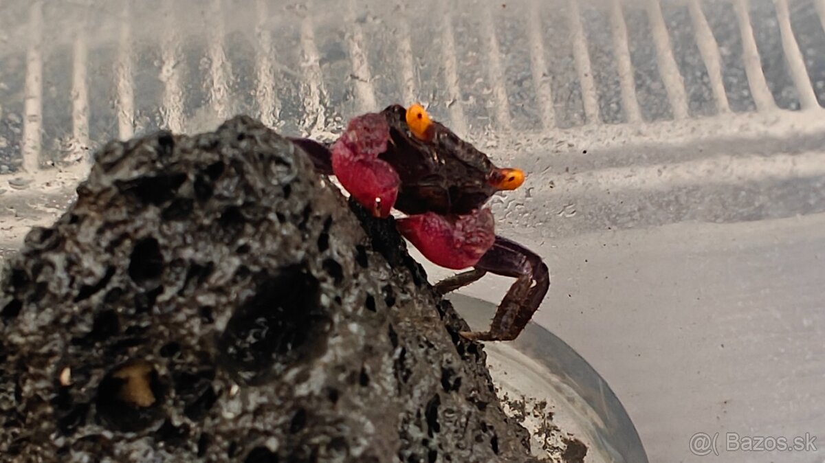 Kraby Geosesarma dennerle - 2