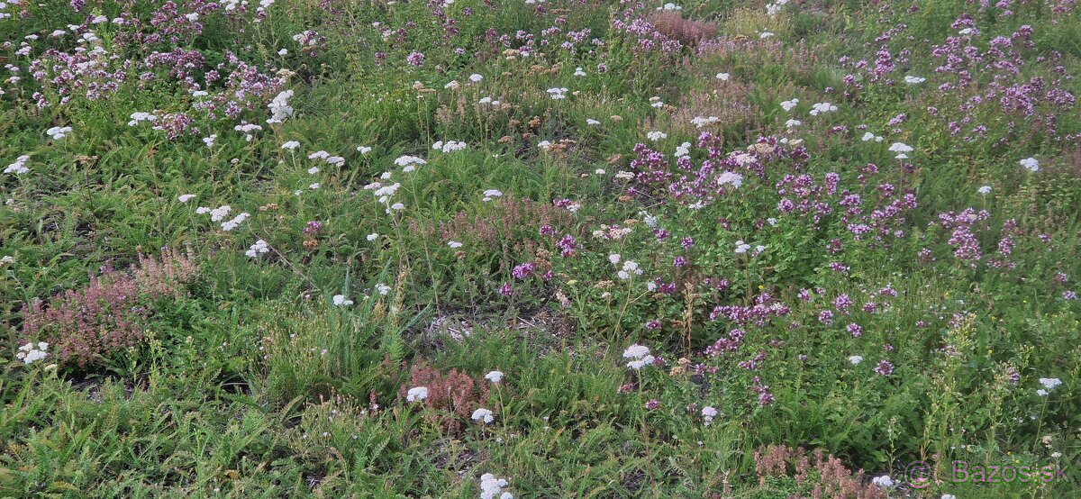 Lucna zmes,zelene strechy - 2