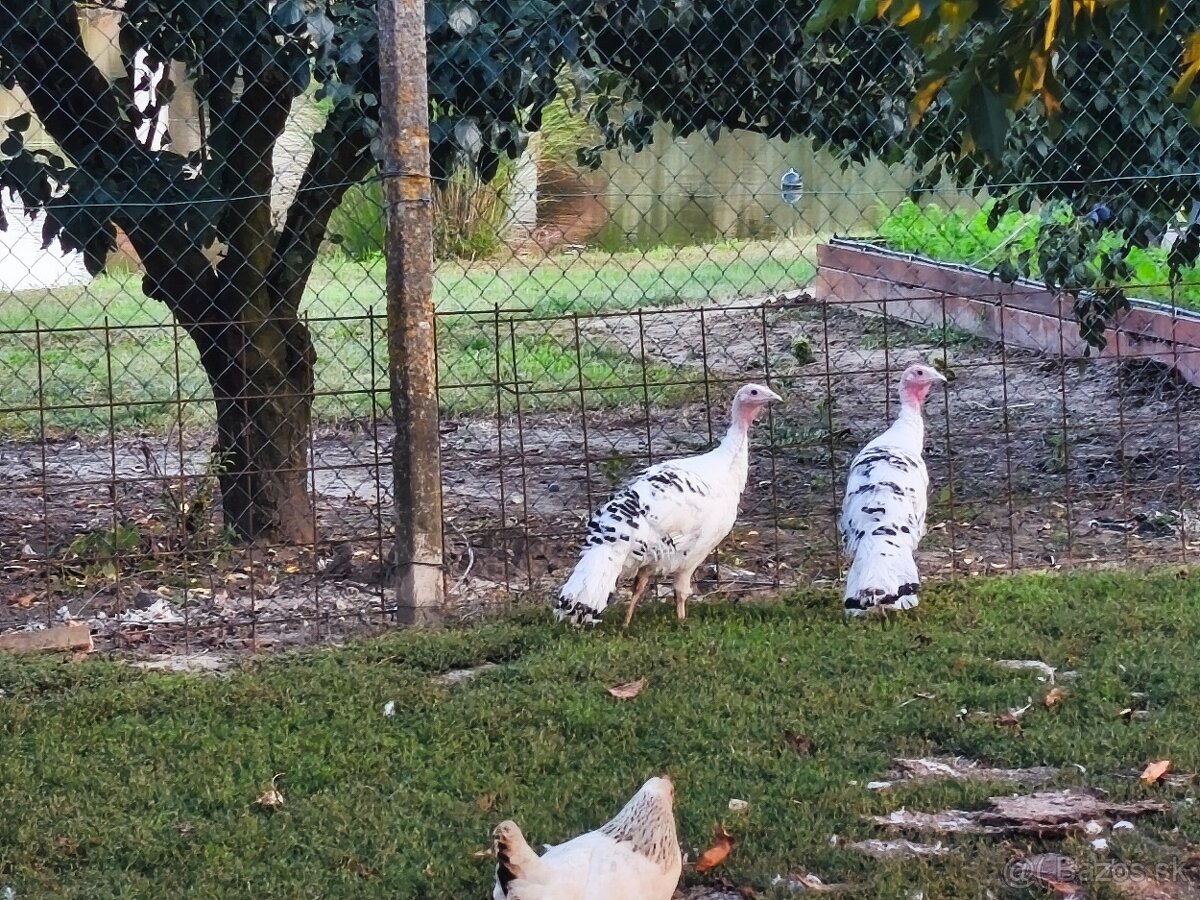 Násadové vajcia morky - 2