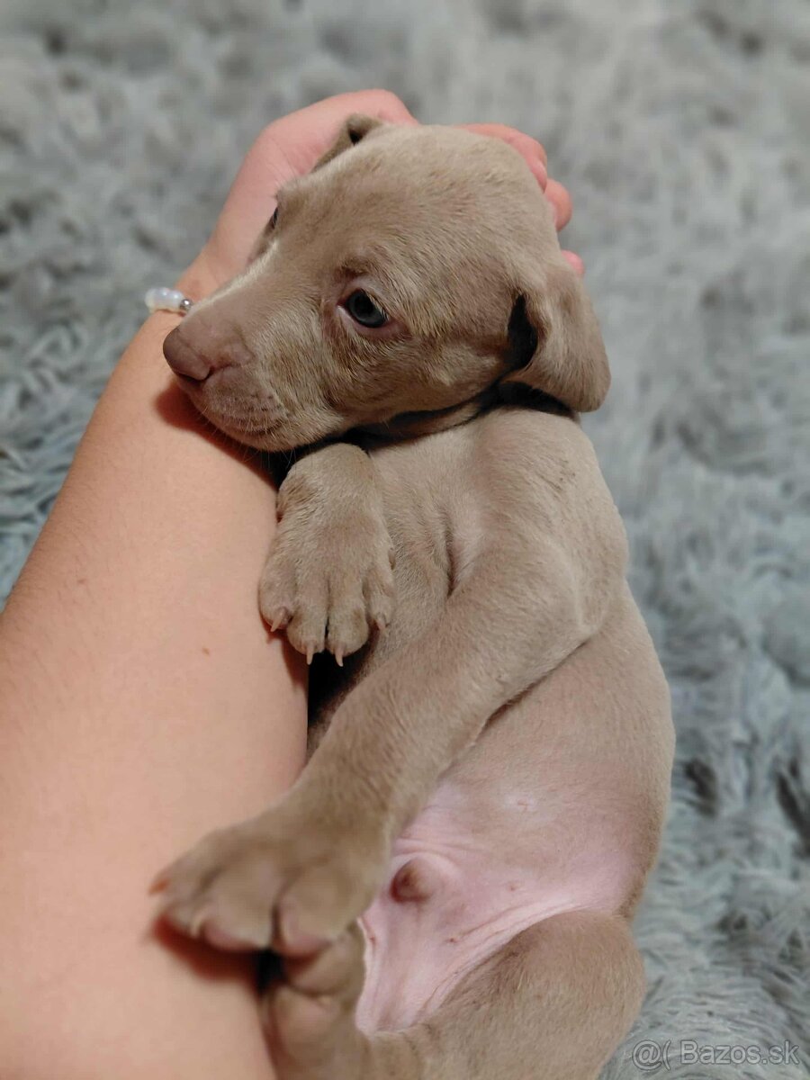 Weimarsky stavac cistokrvni bez papierov - 2