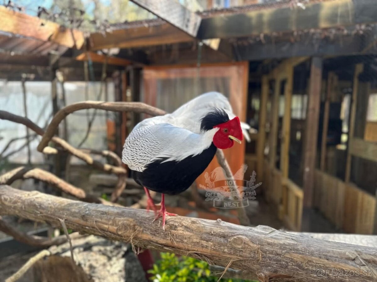 Na predaj Bažant strieborný - 2