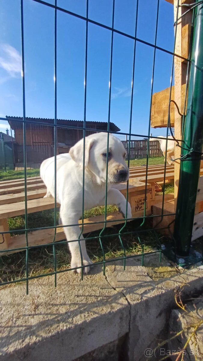 Šteňatá labrador čistokrvný - 2