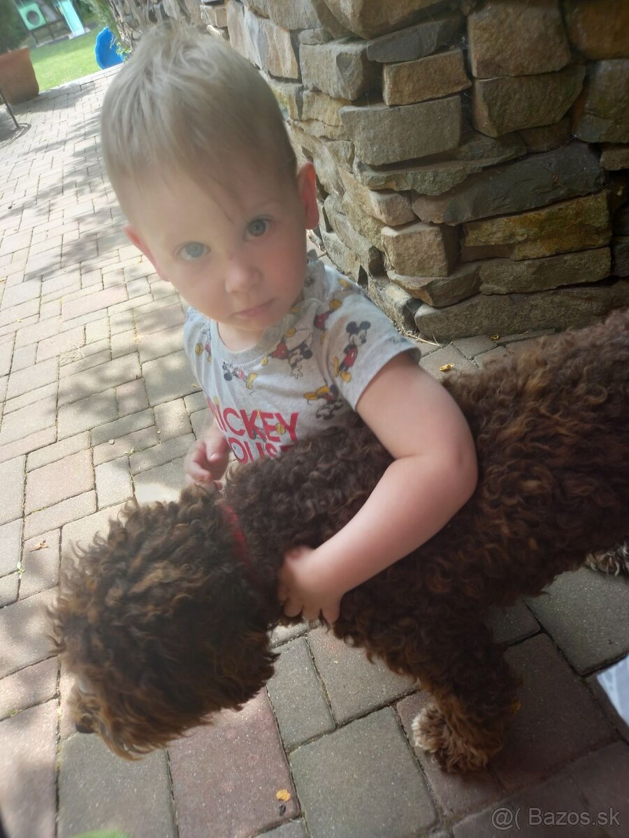 Darujem Lagotto Romagnolo - 2