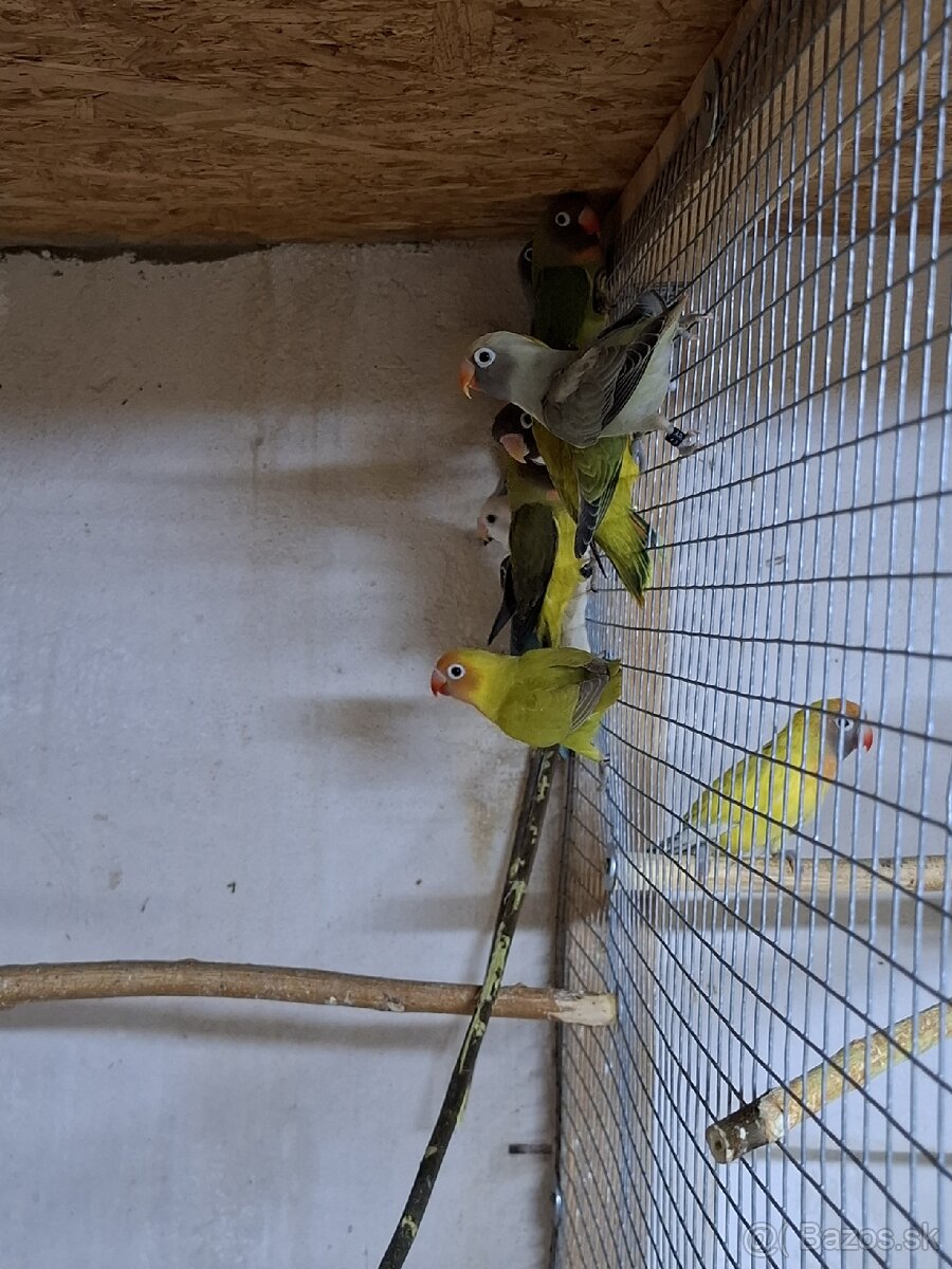 Agapornis hnedohlavý - 2