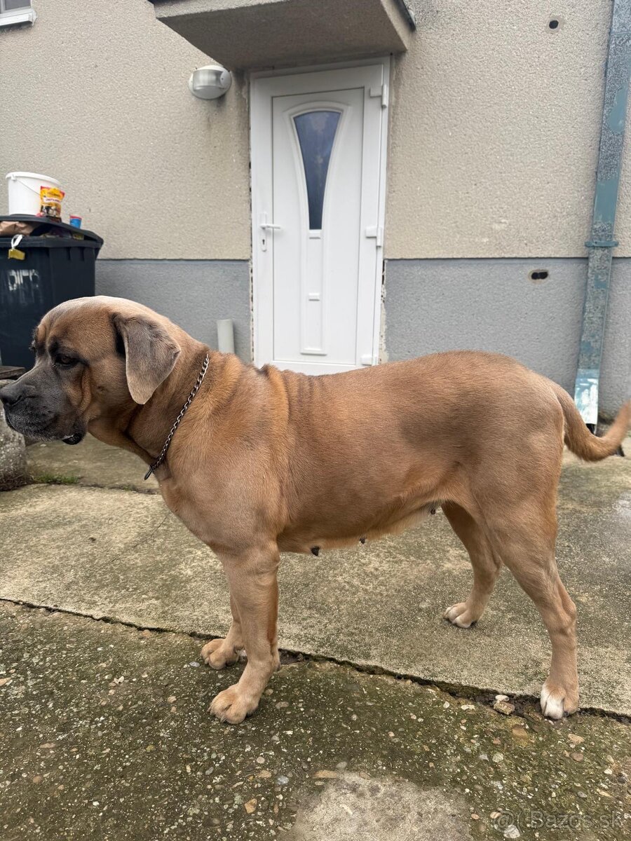 Cane Corso - adopcia - 2