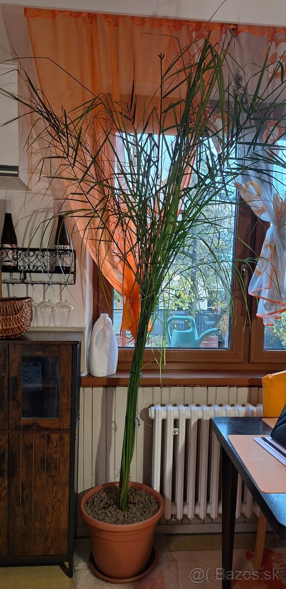 25 ročná ďatlová palma - 2