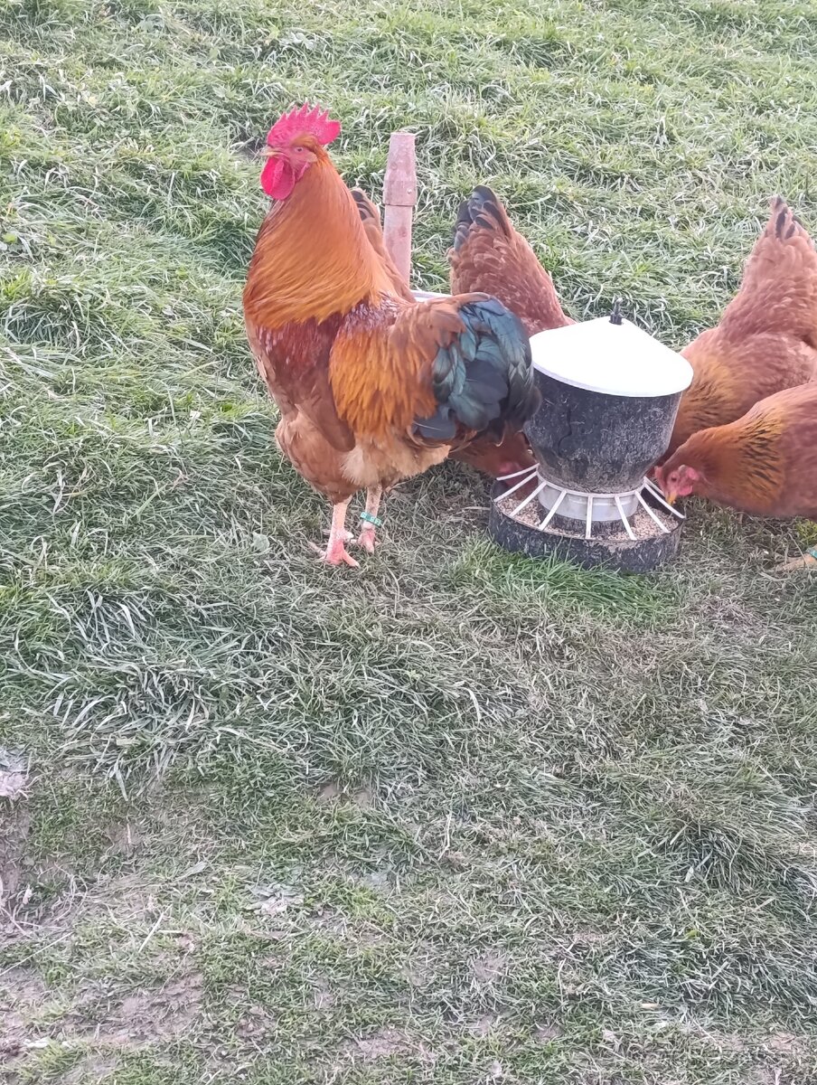 Predám kohúta Hempšir - 2