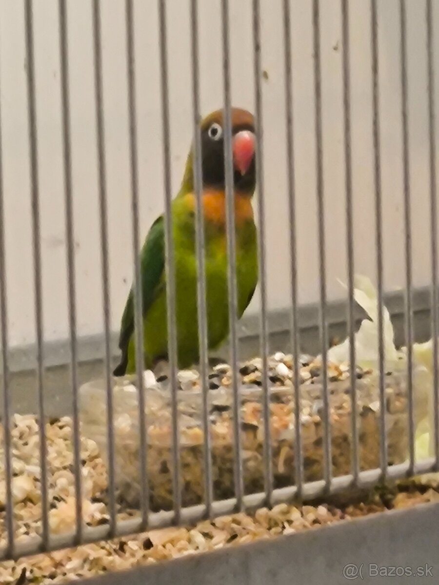 Agapornis Hnedohlavy - 2