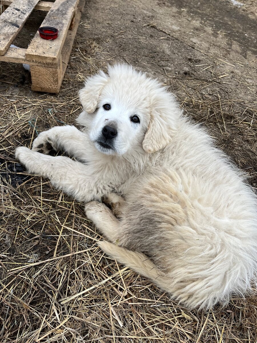 Predám psíka Slovenský čuvač - 2