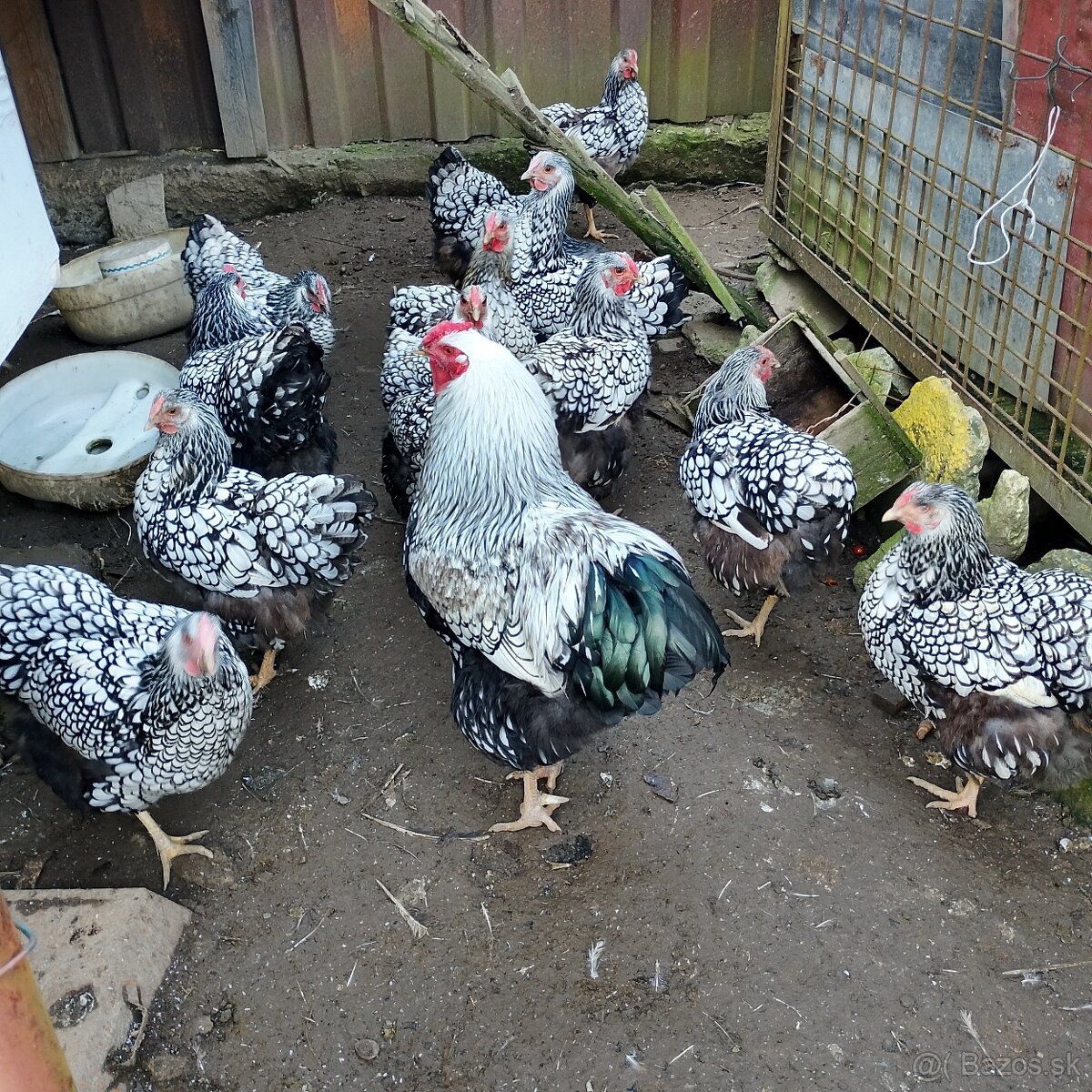 Nasadove vajíčka - 2