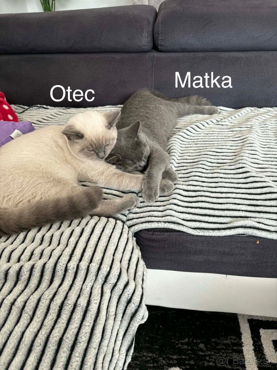 Britská mačka - 2