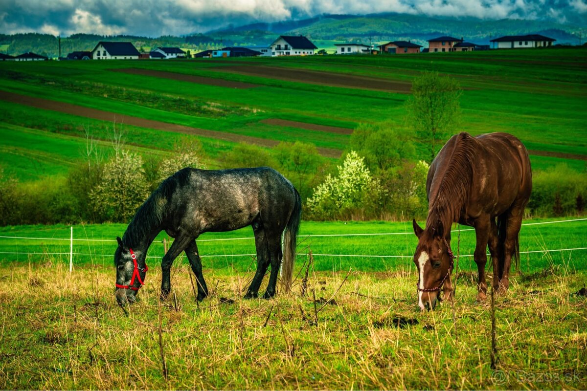 Valach na predaj - 2