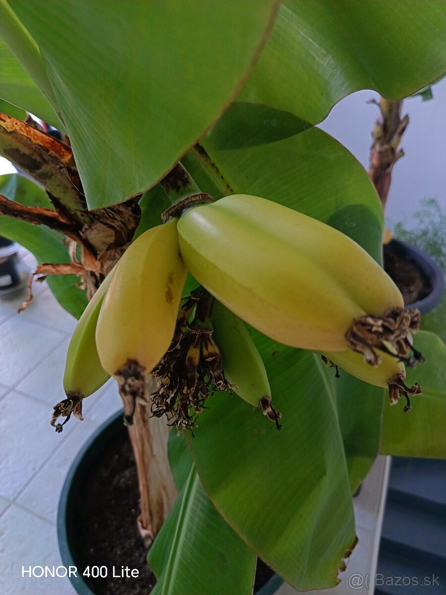 Bananovnik - 2