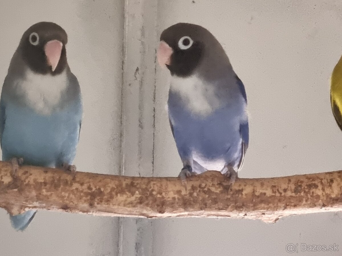 Agapornis hnedohlavý - 2