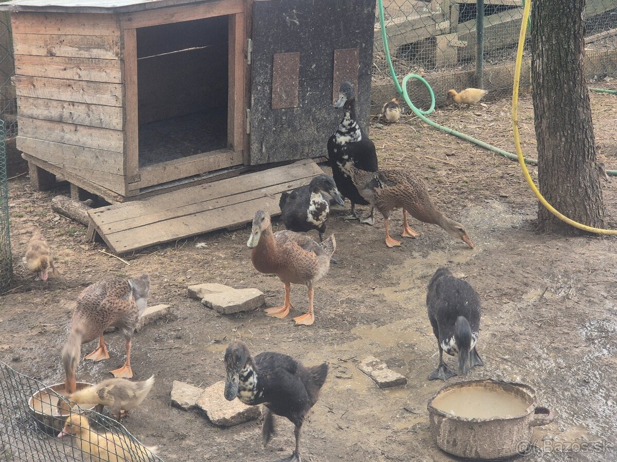 Indické bežce – odchované pod kačkou - 2