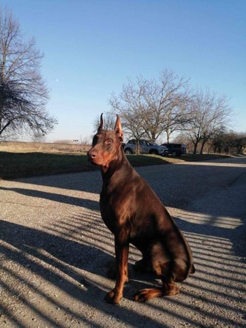 Doberman Krytie - 2