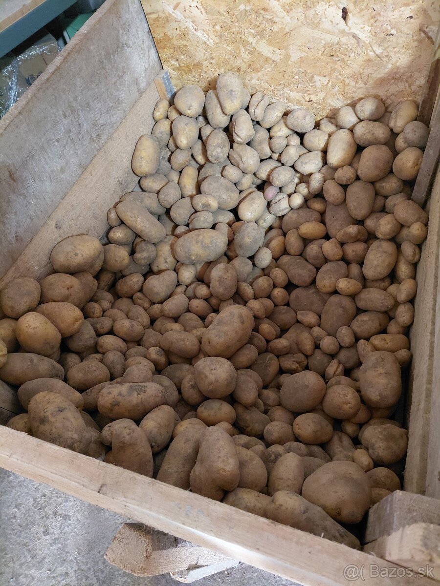 Predam zemiaky 0.5 €/kg - 2
