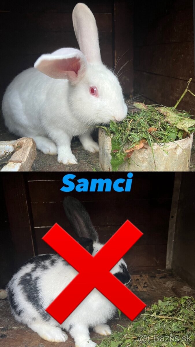 Predám mladé zdravé zajace - 2