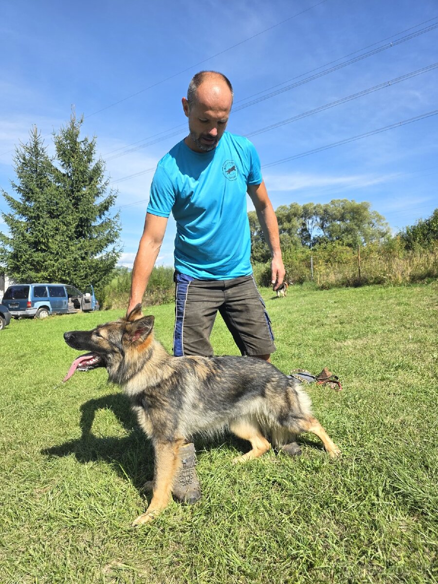 Predám sučku NO s PP - 2