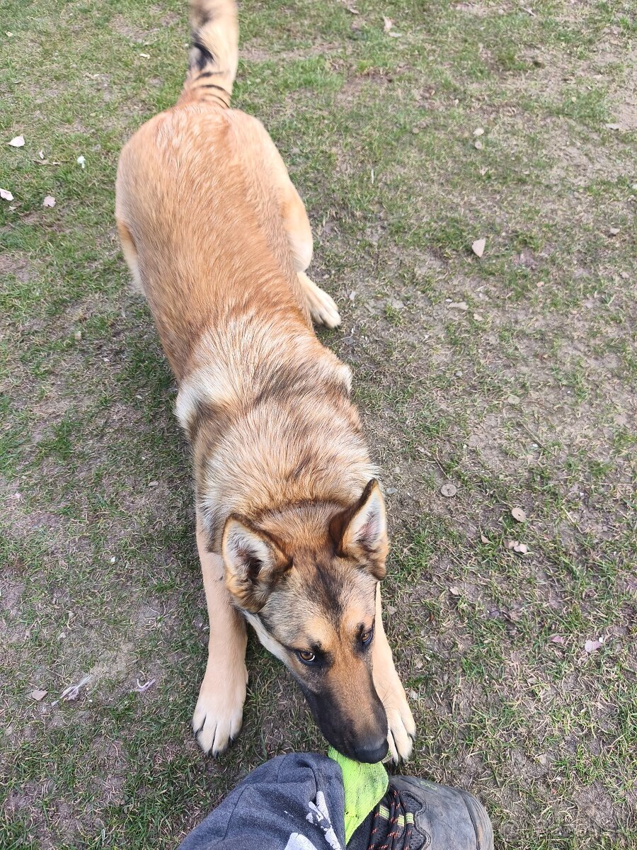 Belgický nemecký ovciak - 2