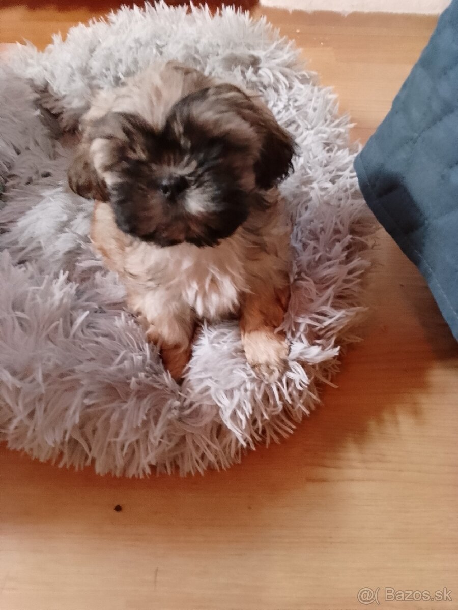 Štěně Sníh Tzu fena - 2