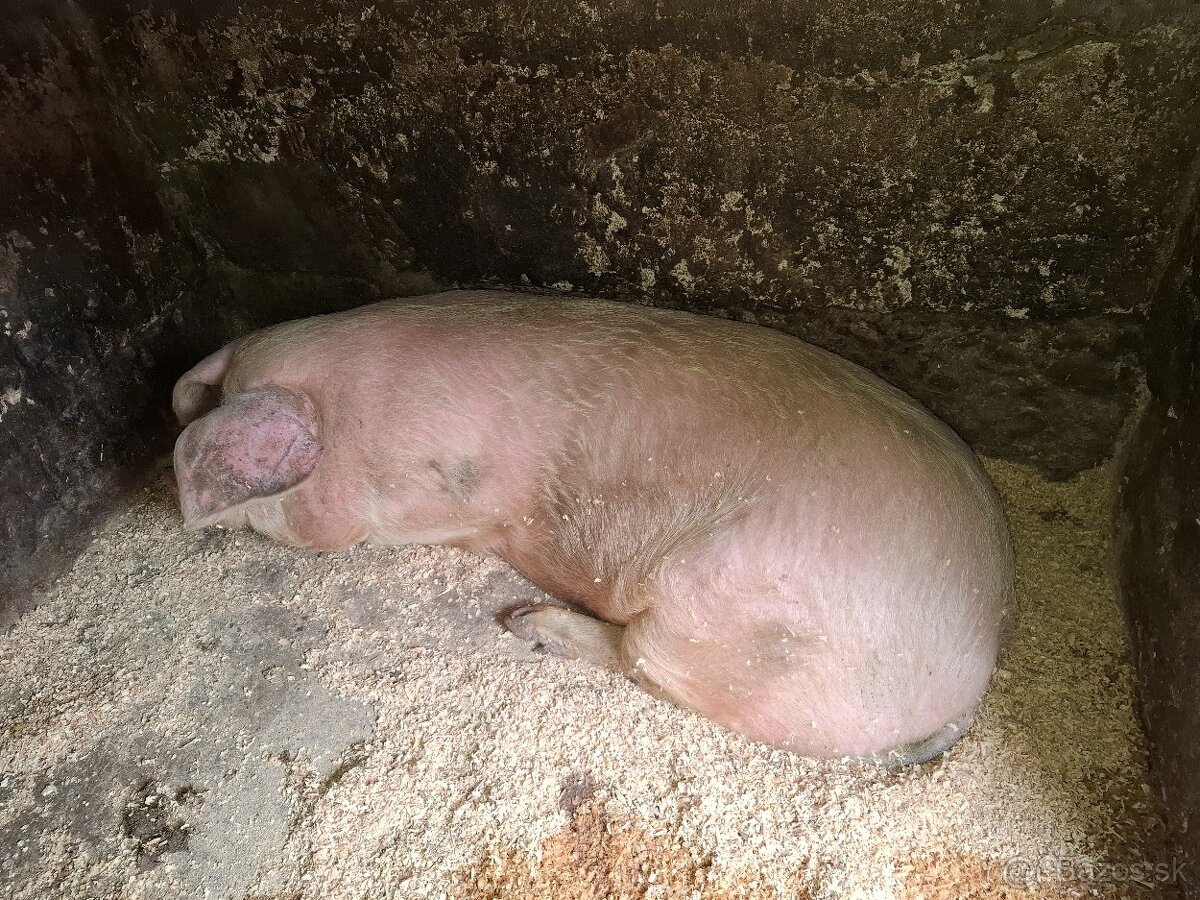 Predám ošípané - 2