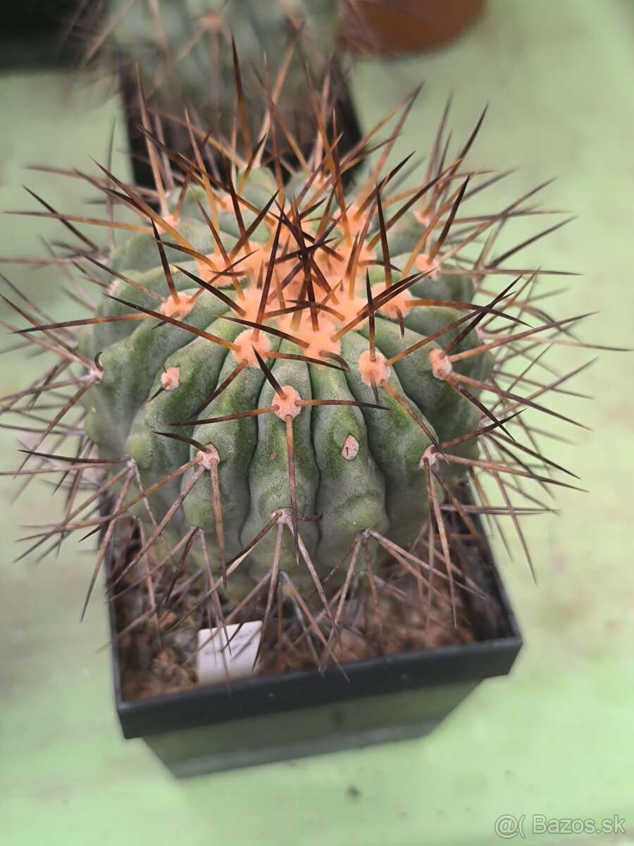 Kaktusy - 2