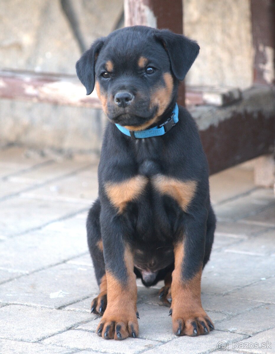 Rotvajler / Rottweiler - 2