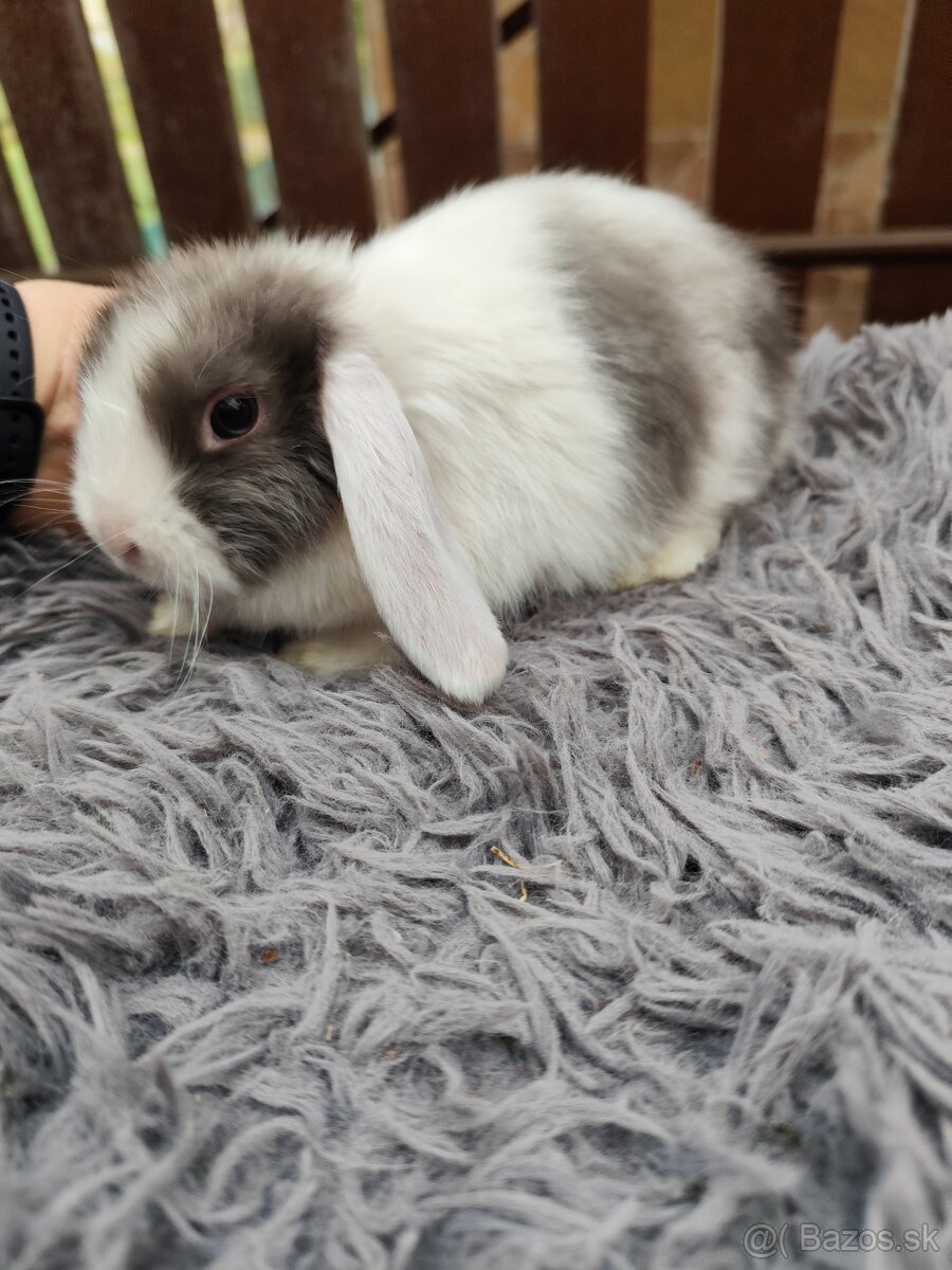 Zakrsly barancek satén samička s VP - 2