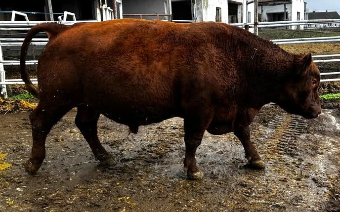 Plemenný býk Aberdeen Angus - 2