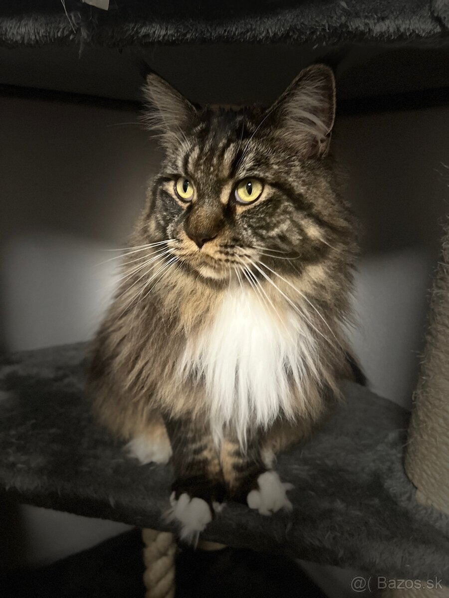 Mainska myvalia mačka main coon - 2