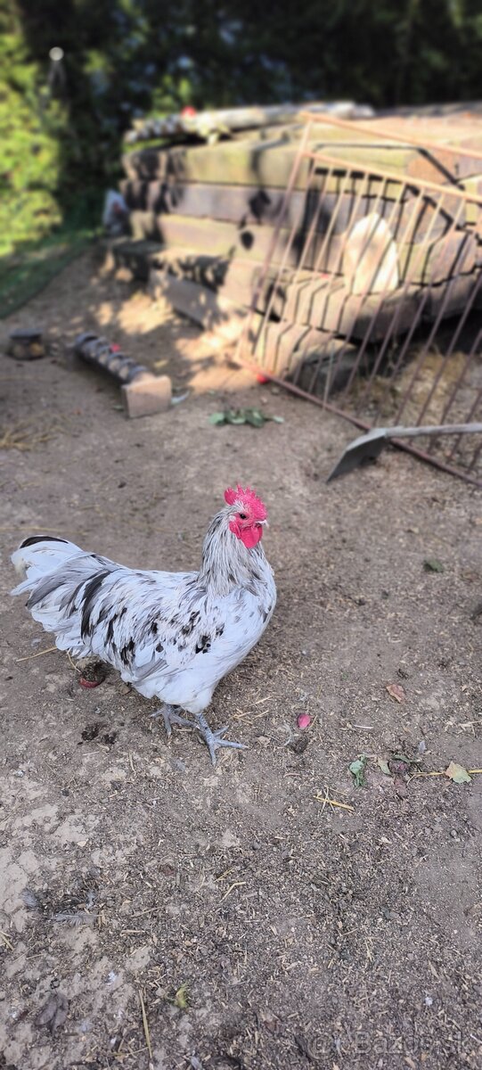 Predám kohútov australorp - 2