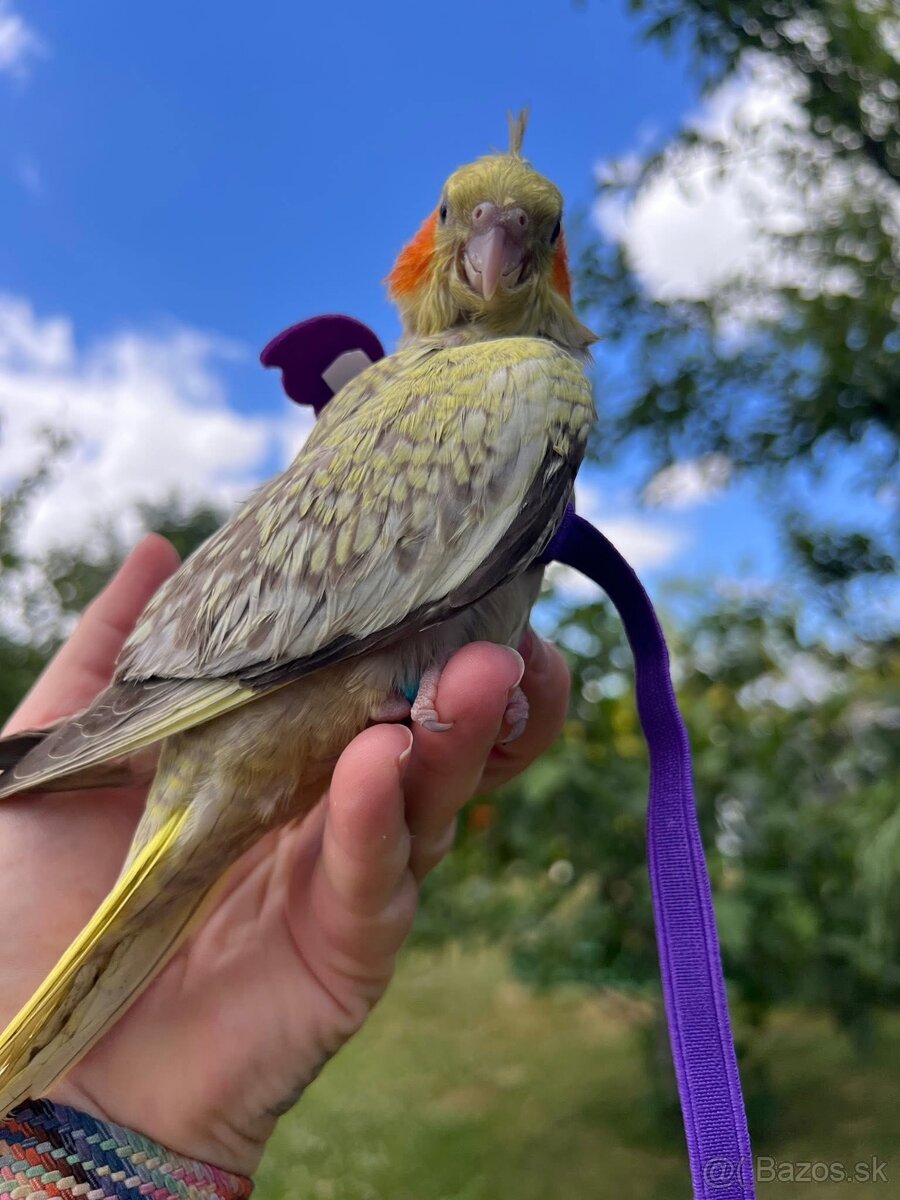 Ručne dokrmena korela - 2