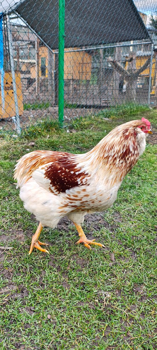 Kohúty araucana - 2