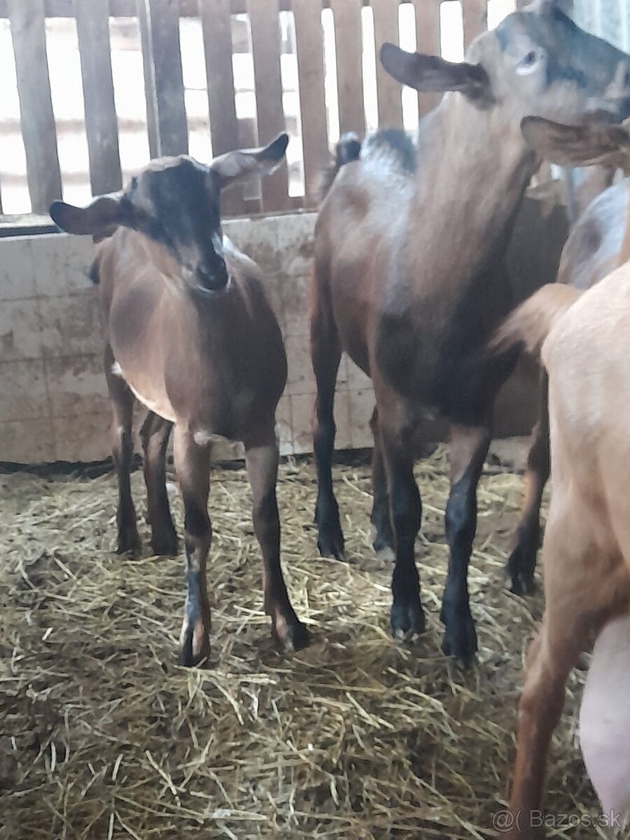 Kozy na predaj - 2