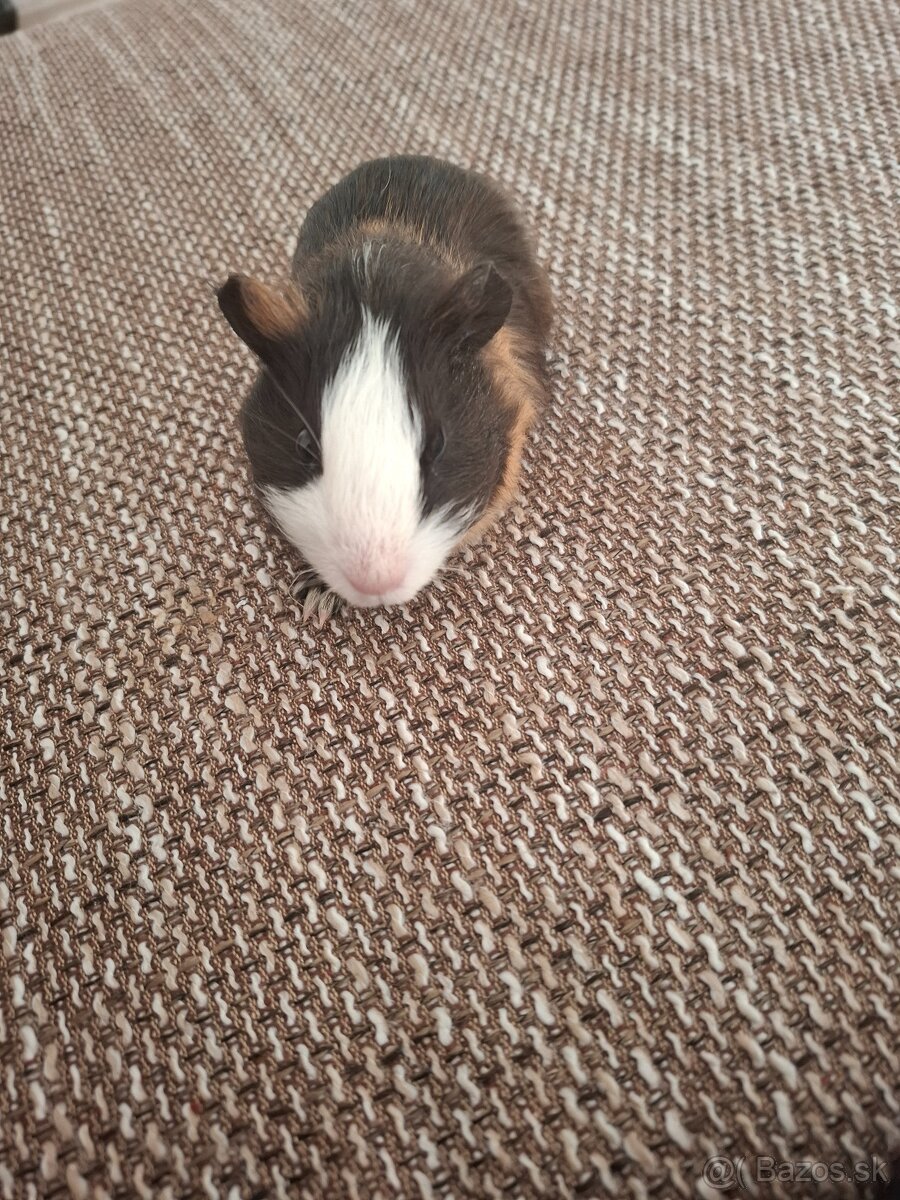 Morské prasiatko - 2