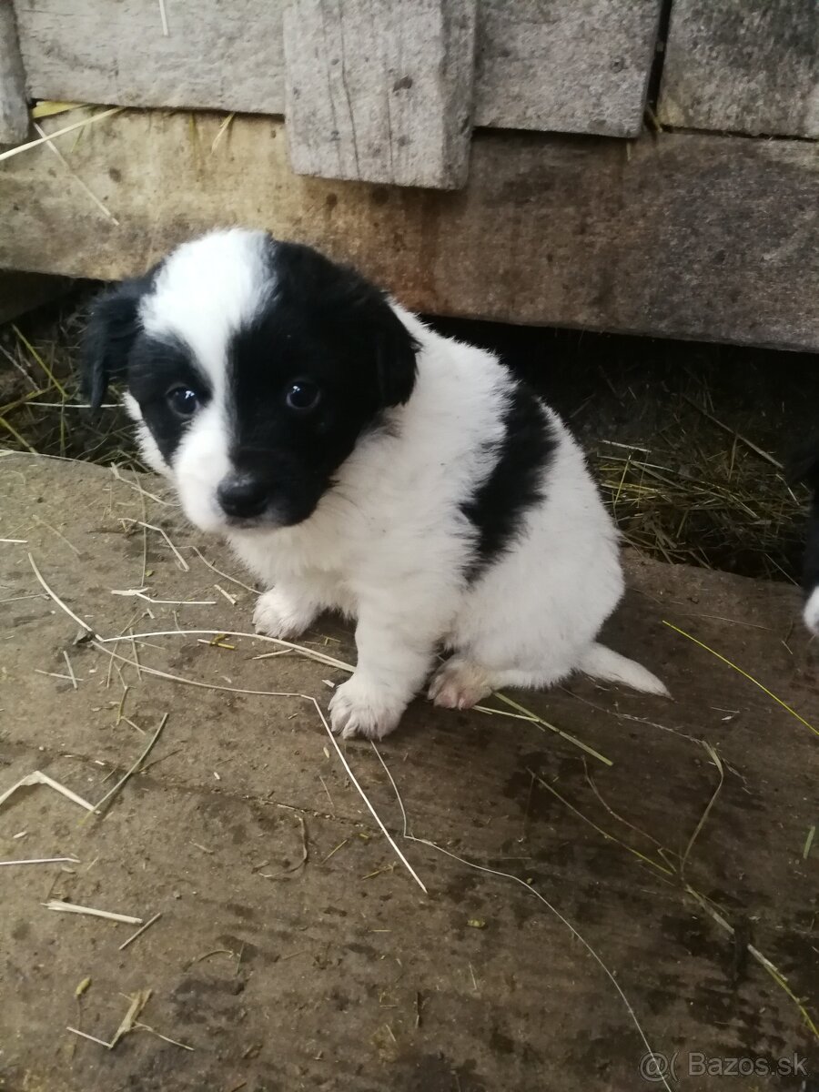 Predám šteniatka - 2