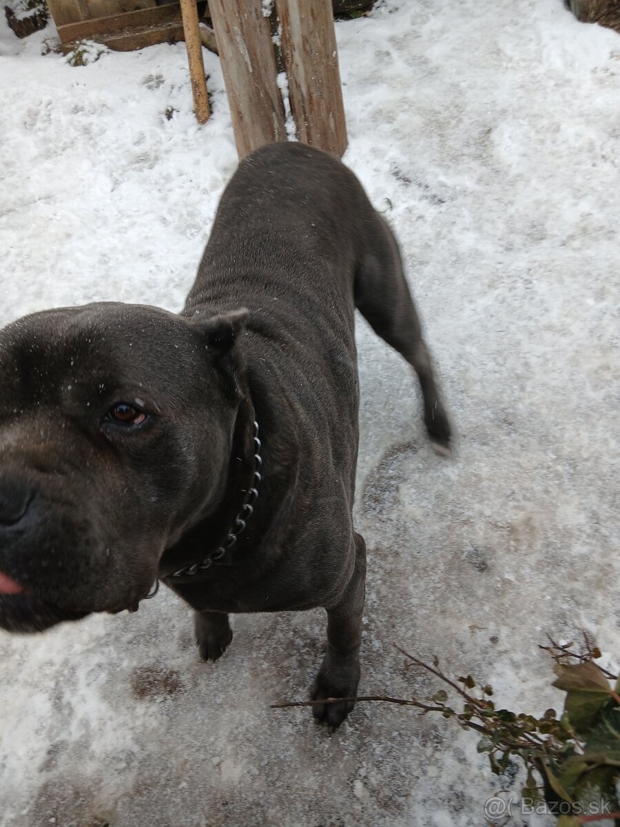 Predám cane corso - 2
