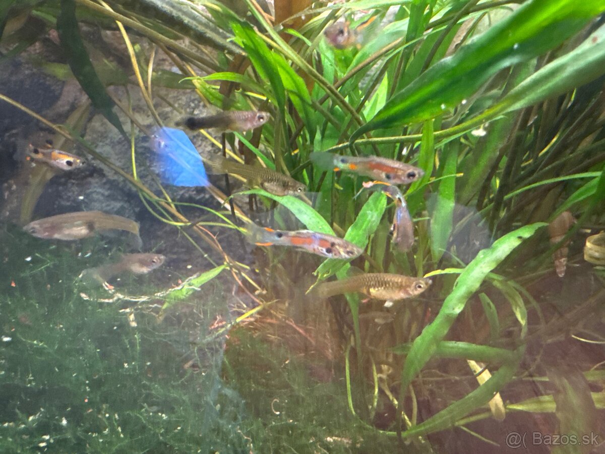 Predám mix -Endlerky - 2