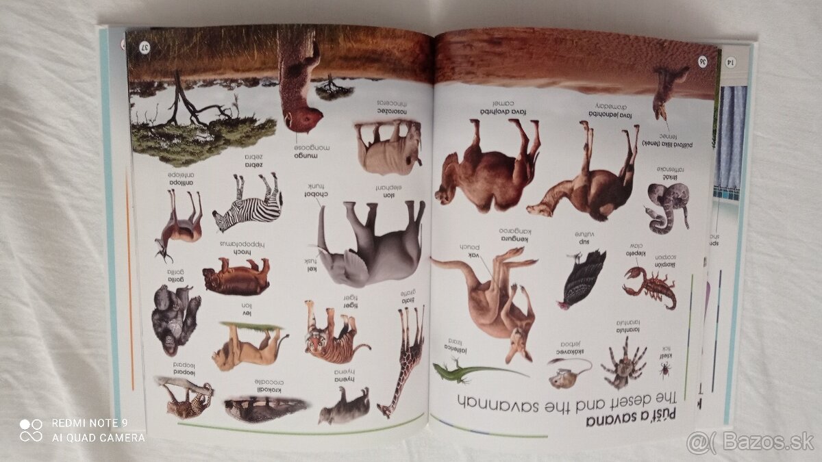 Môj prvý obrázkový slovnícek (slovenčina - angličtina) - 2