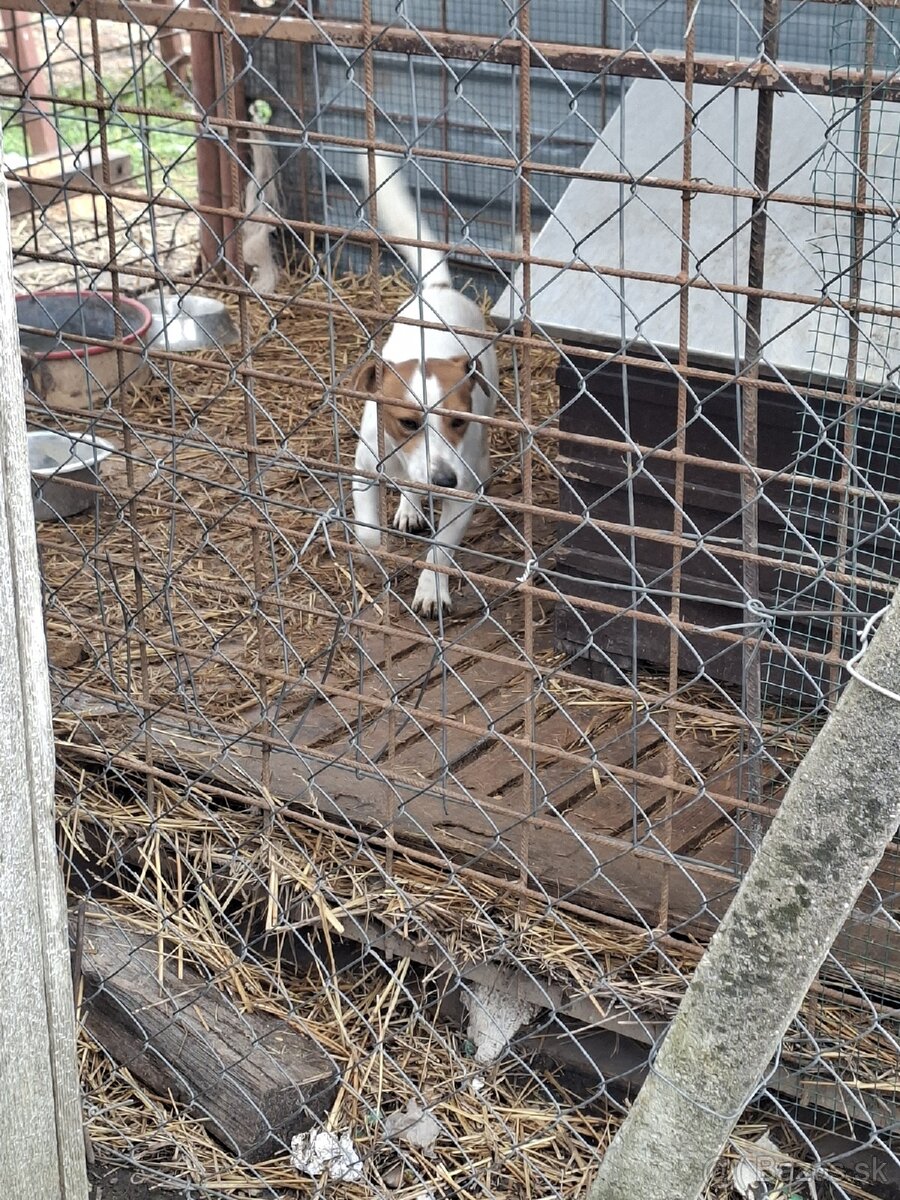 Jack russel - 2